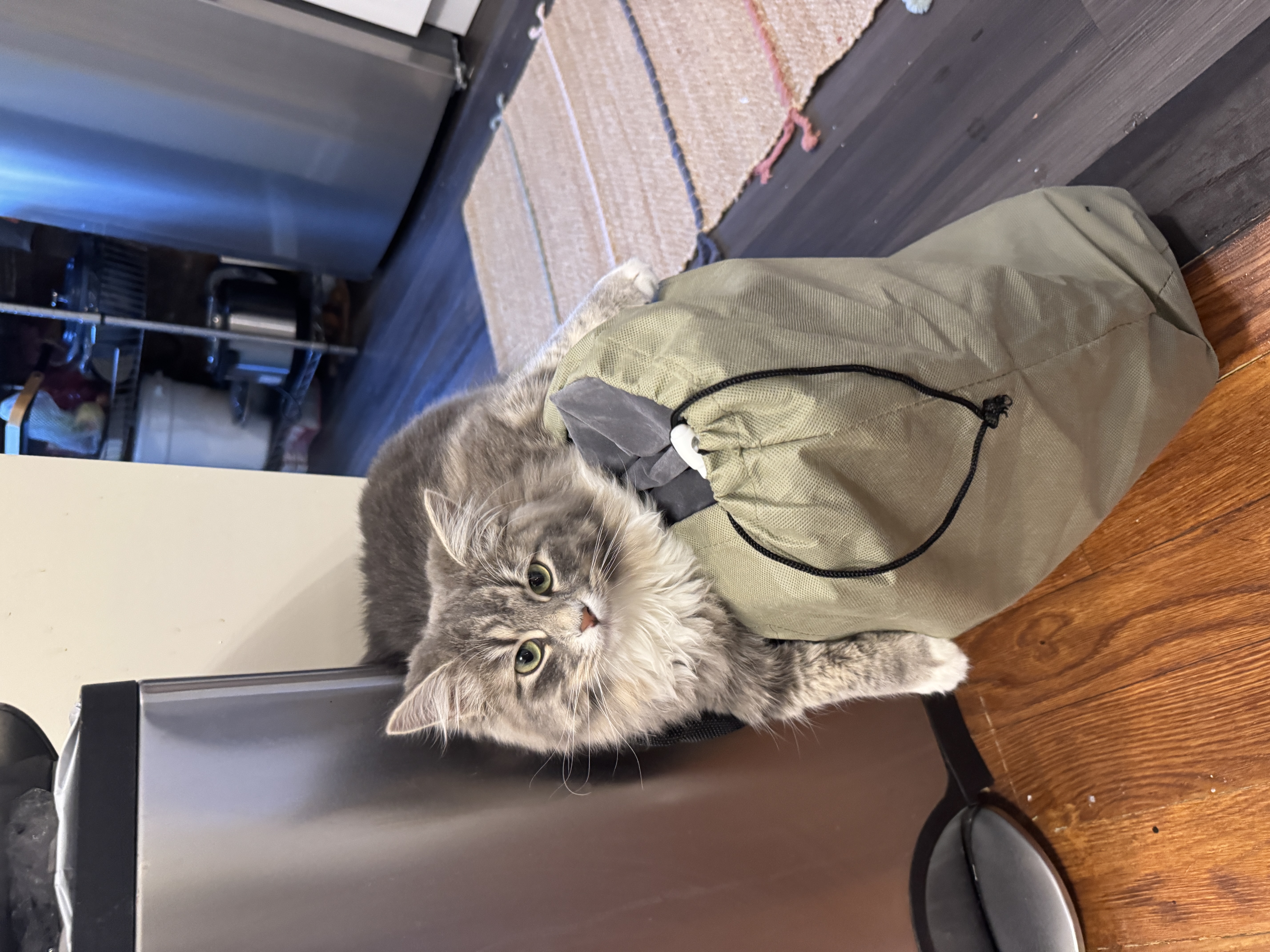 SeppKuss's profile picture